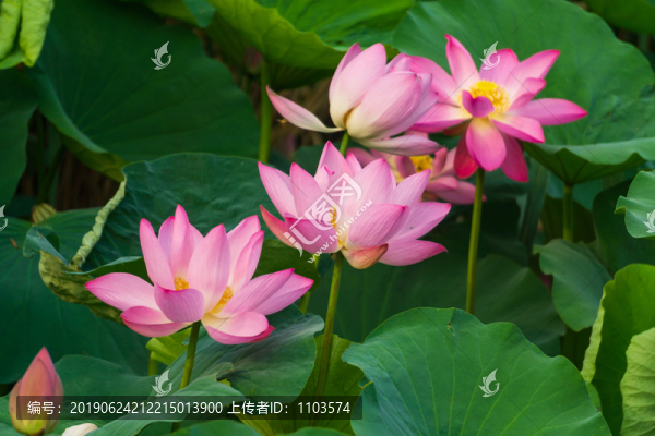 大明湖荷花