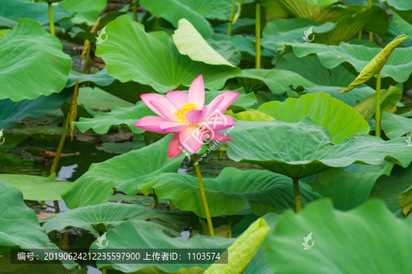 大明湖荷花