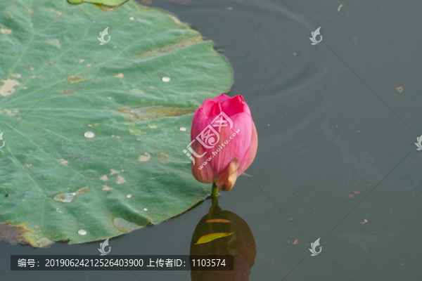 大明湖荷花