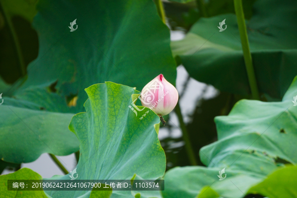 大明湖荷花
