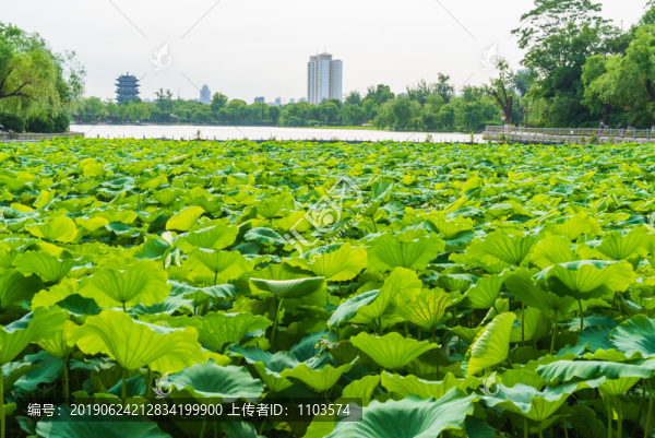 航拍大明湖荷花