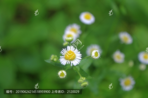 花朵