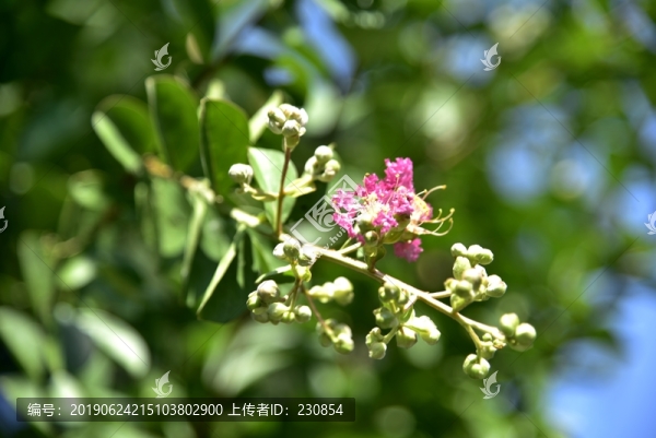 薔薇花