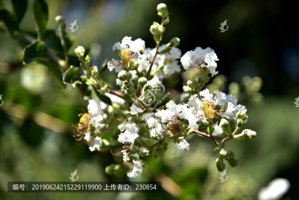 薔薇花
