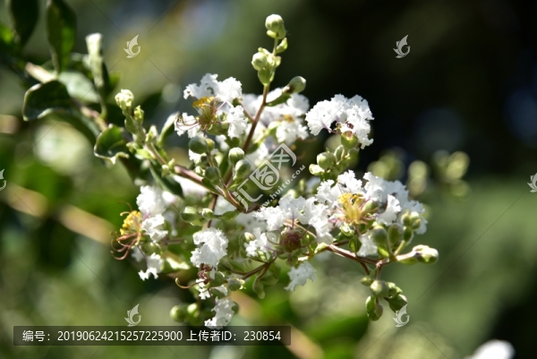 薔薇花