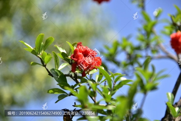 石榴花