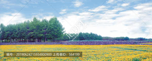 綻放的黃花