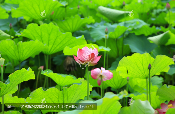 荷花