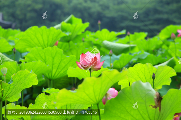 荷花