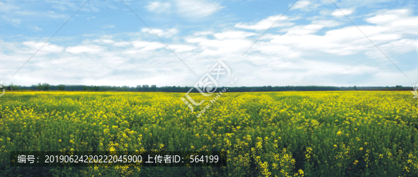大面積的油菜花