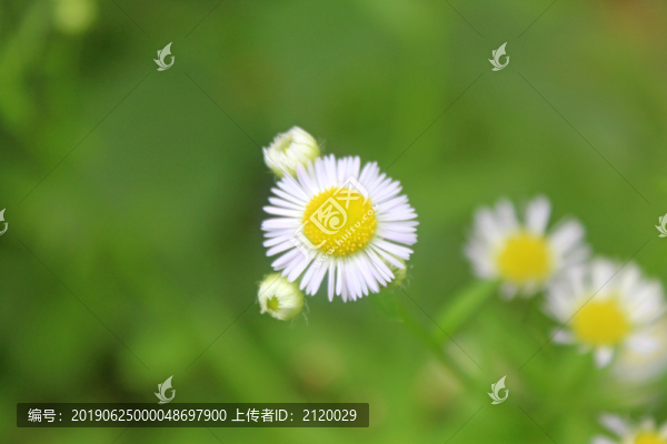 花蕊
