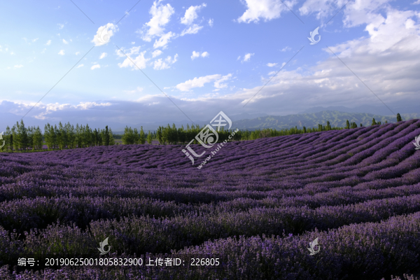 薰衣草