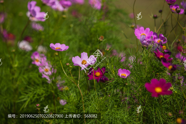波斯菊