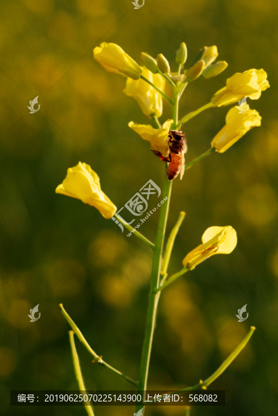 春天的油菜花