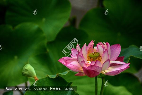 蓮花