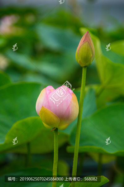 蓮花