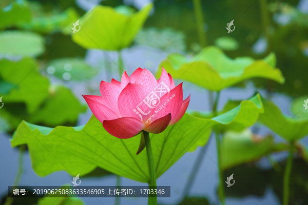 荷花