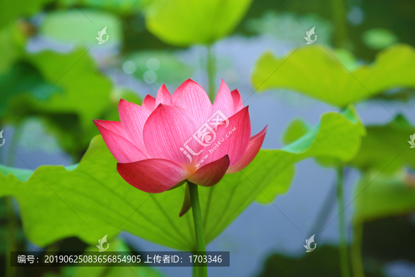 荷花
