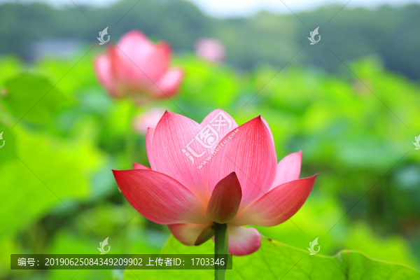 荷花