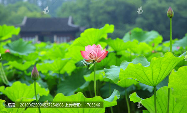 荷花