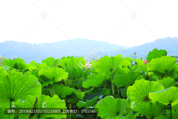 荷花