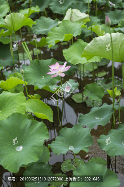 荷花