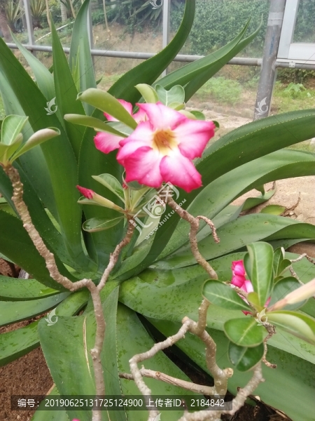 沙漠玫瑰