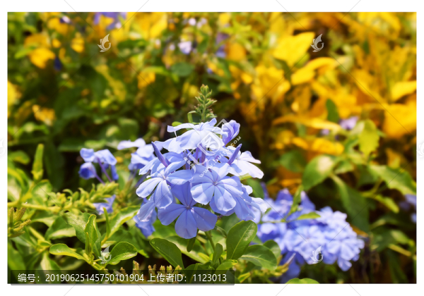 藍雪花