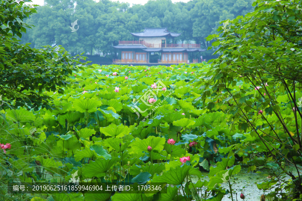 曲院風(fēng)荷