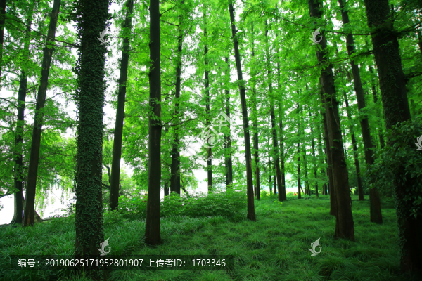 森林