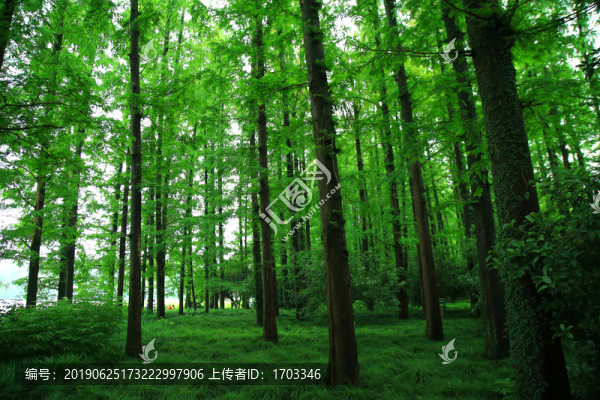 森林
