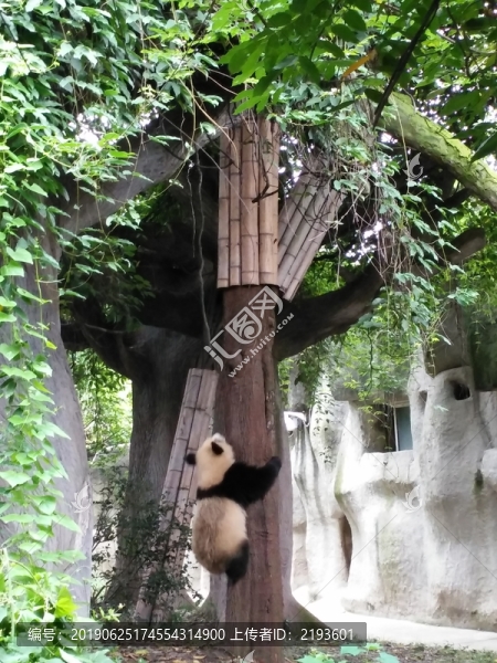 成都熊貓基地