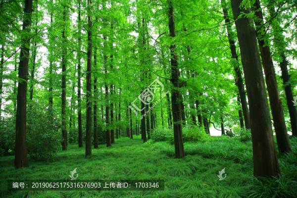 森林
