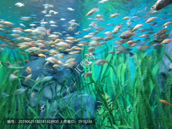 魚群