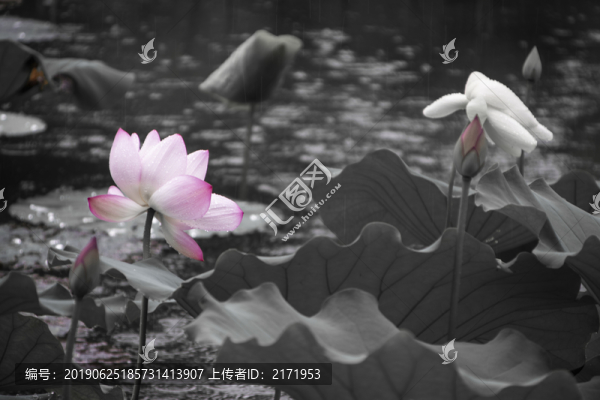 荷花