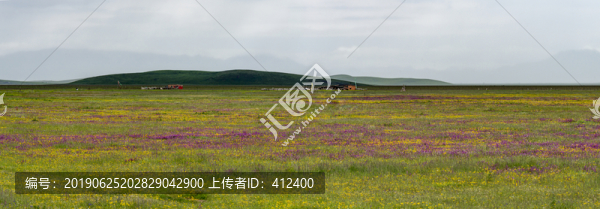 草原花開遍地香