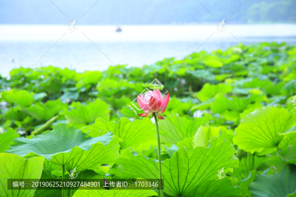 荷花