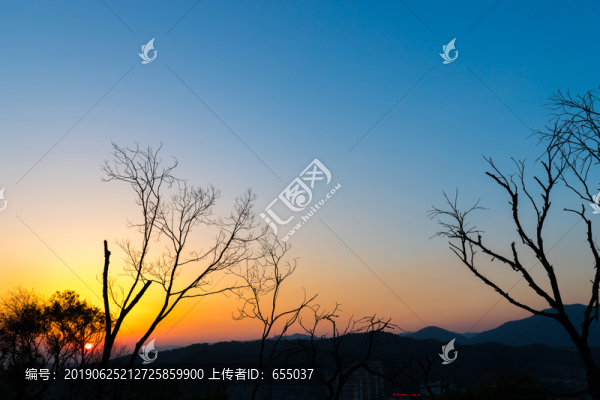 枯樹