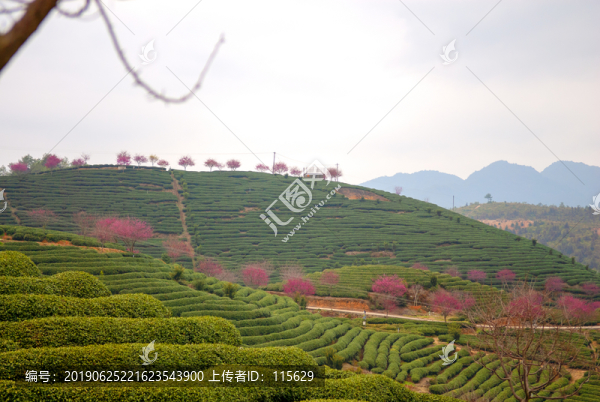 永福櫻花茶園