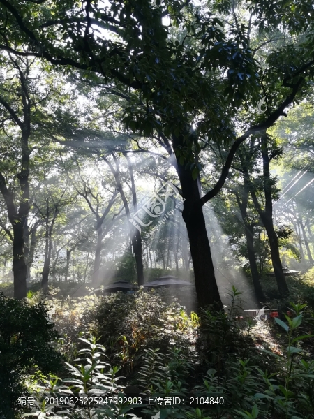 陽(yáng)光穿過(guò)樹林
