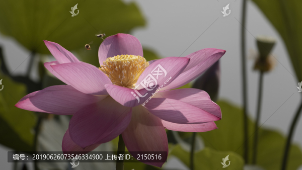 蜜蜂采蓮花
