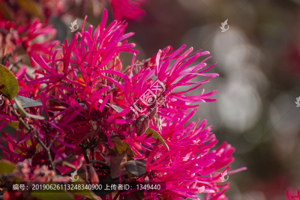 紅花檵木