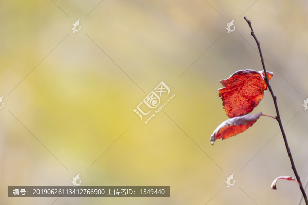 紅葉