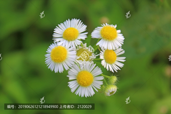 太陽(yáng)花
