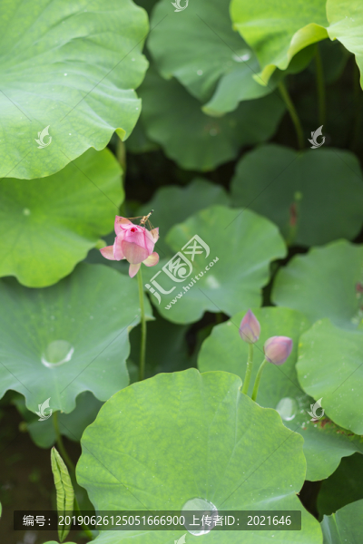 荷花與蜻蜓
