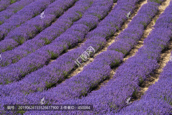 薰衣草