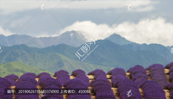 薰衣草