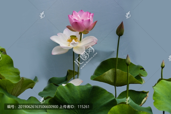 荷葉荷花