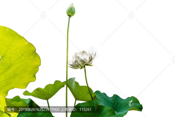 荷花一枝花