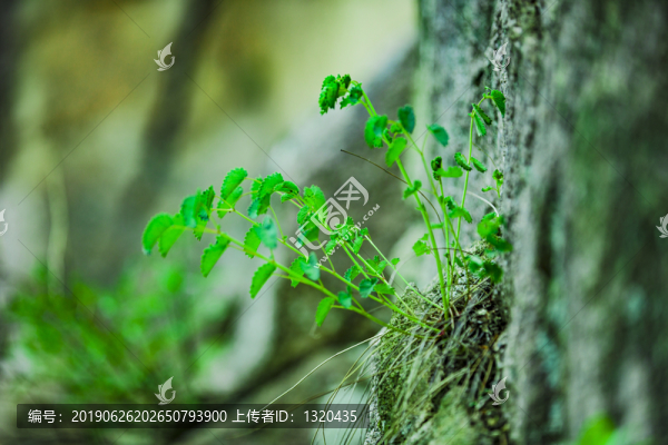 山林植物懸崖峭壁
